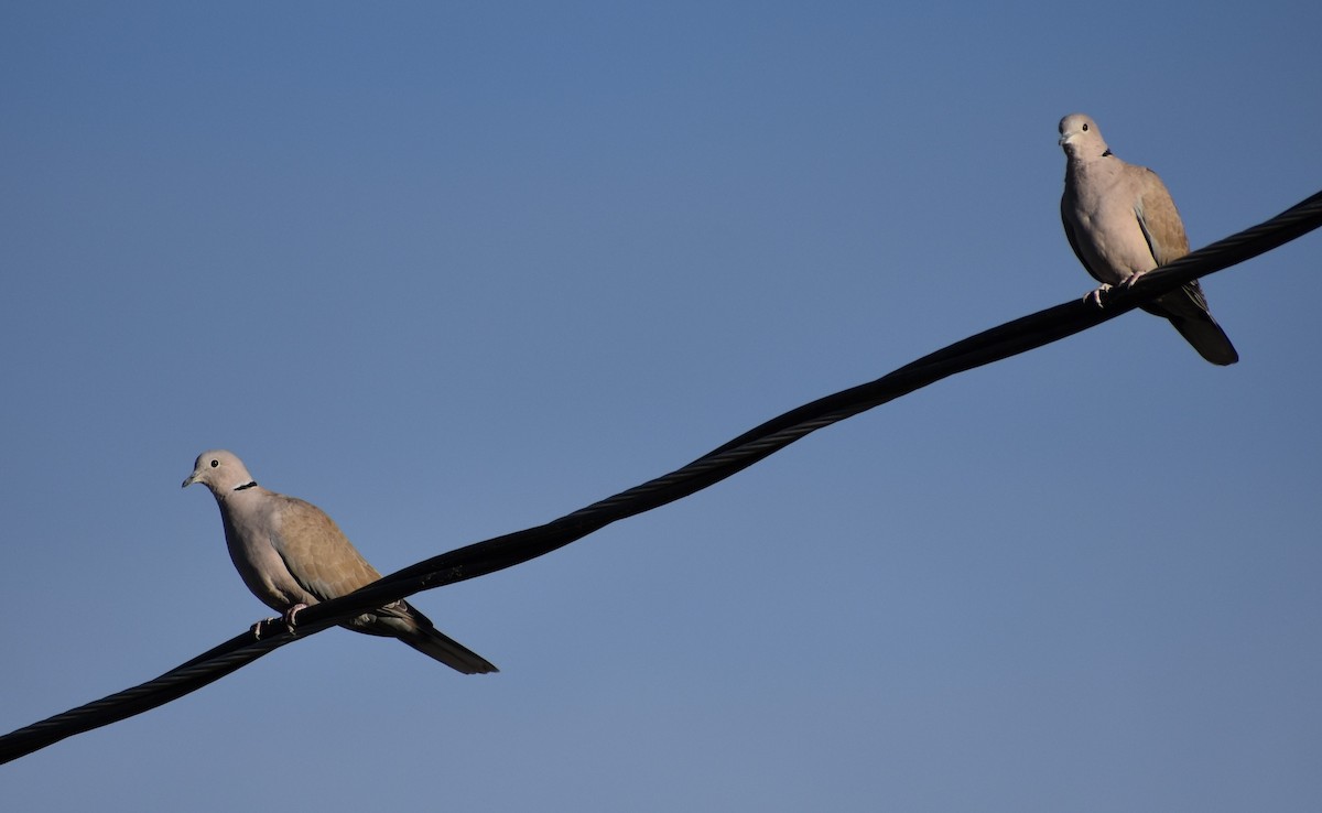 hrdlička zahradní - ML646080350