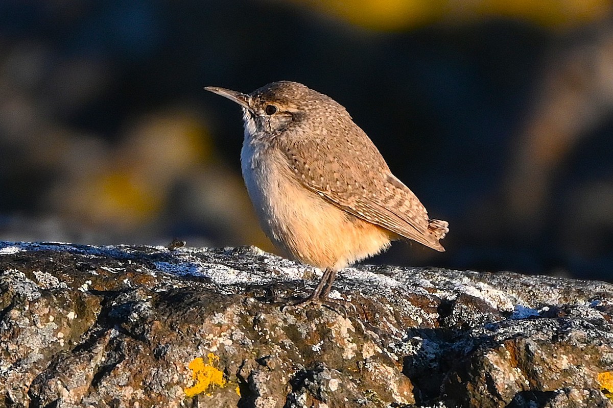 střízlík skalní - ML646080351