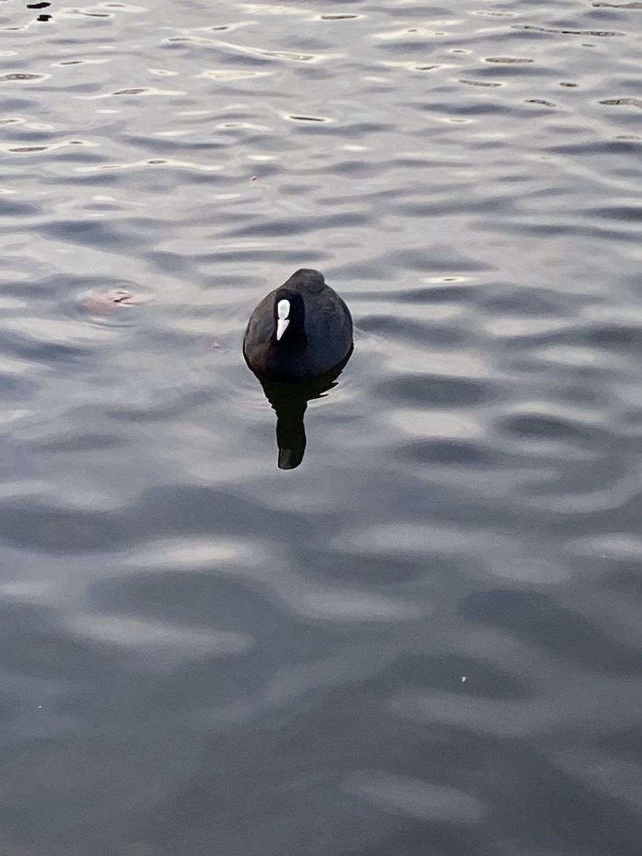 Sakarmeke - ML646080352