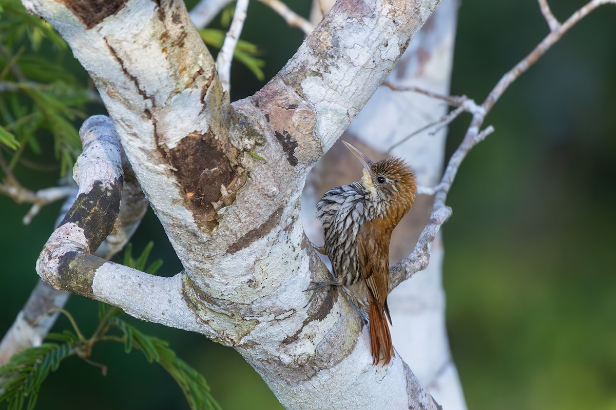 Scaled Woodcreeper - ML646080353