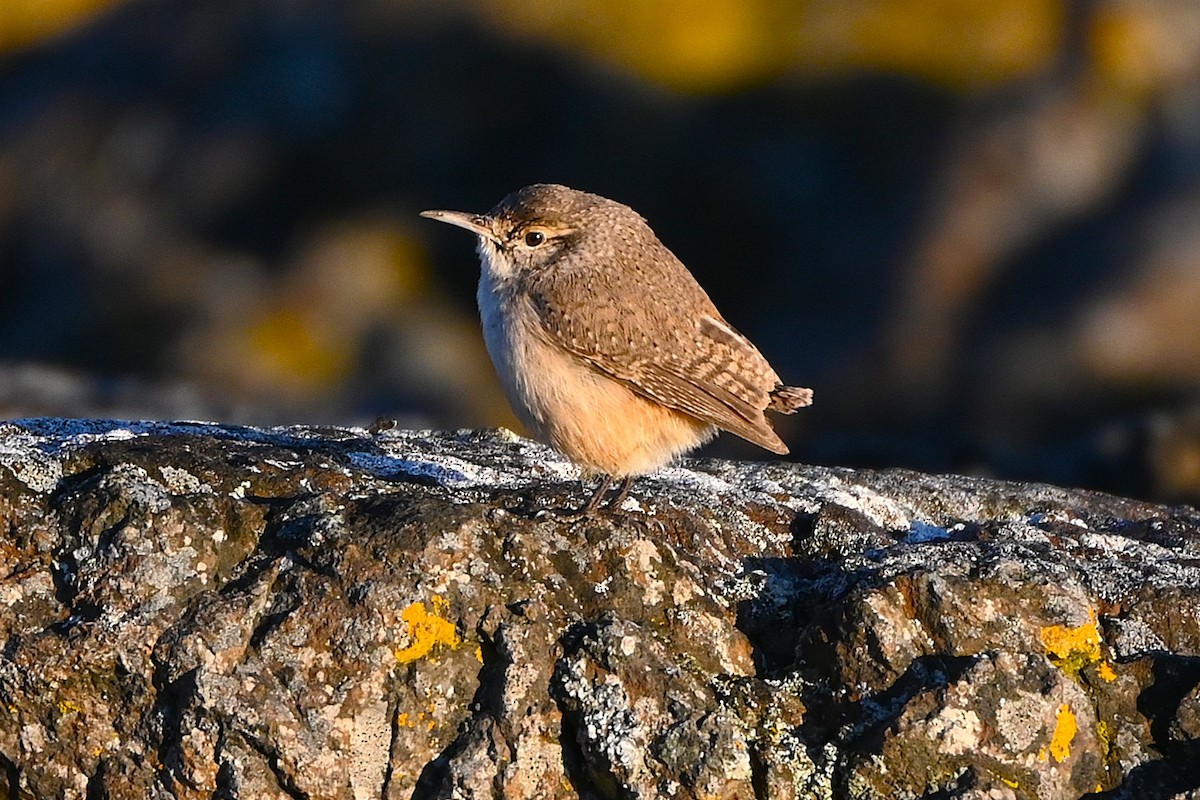 střízlík skalní - ML646080354