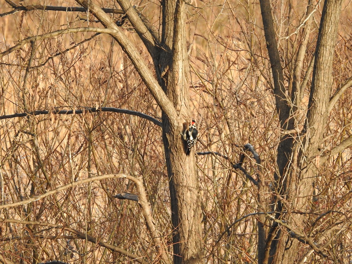 Great Spotted Woodpecker - ML646080356