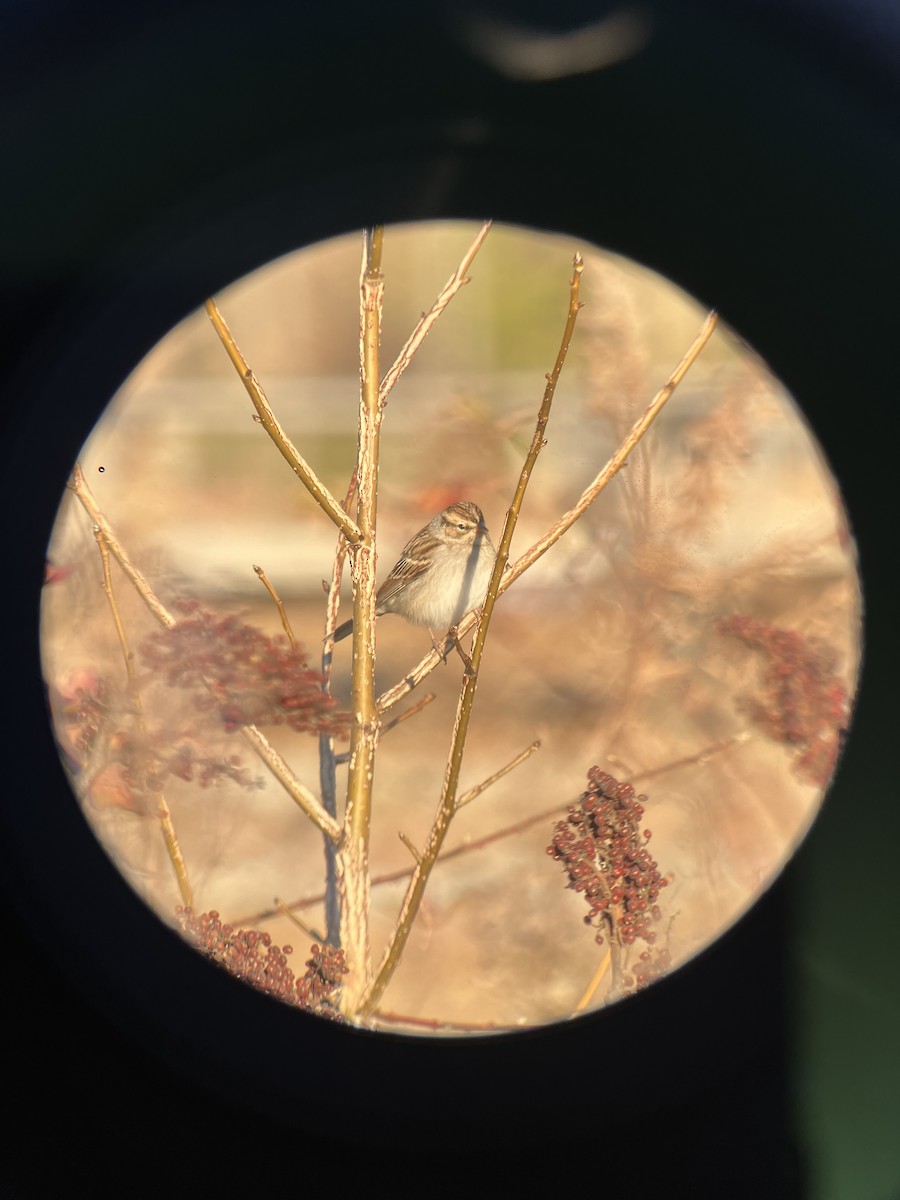 Chipping Sparrow - ML646080360