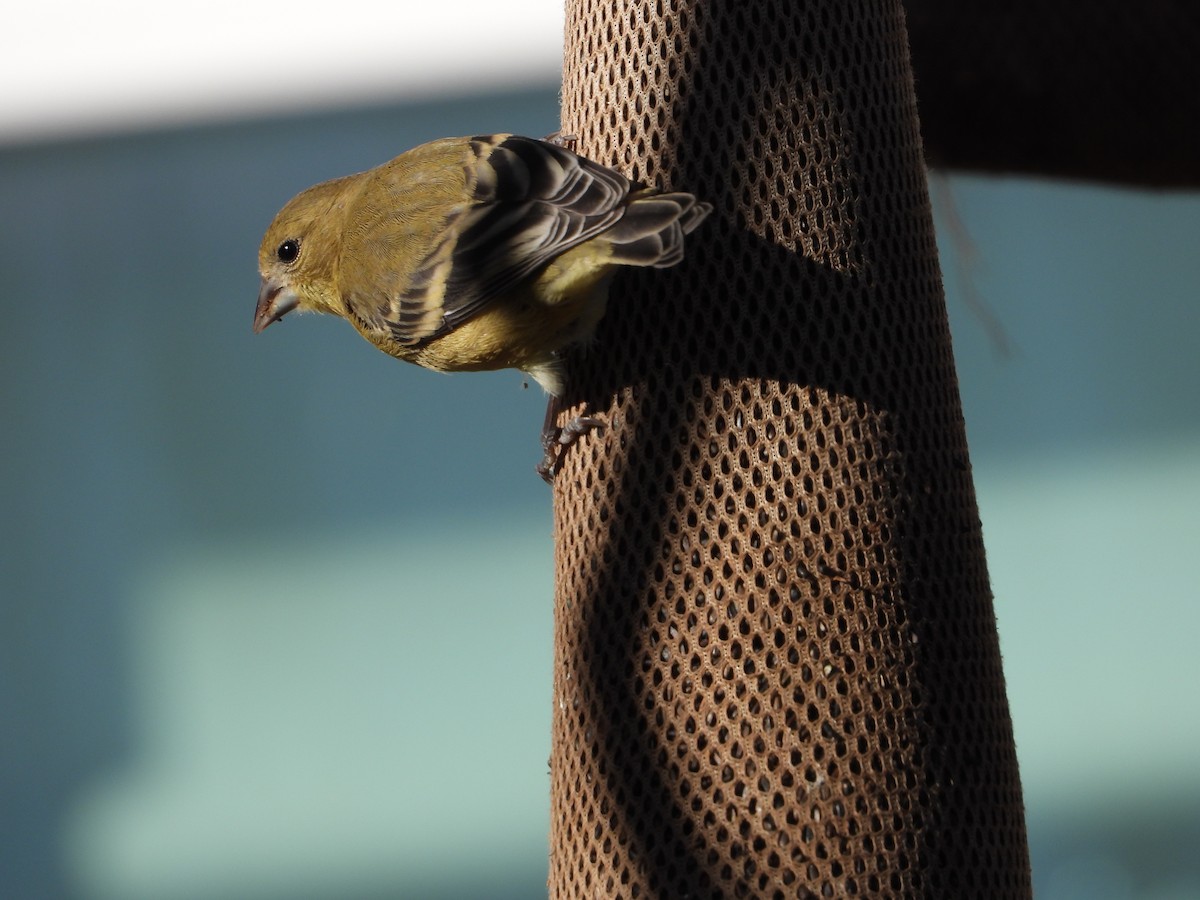 čížek mexický - ML646080361