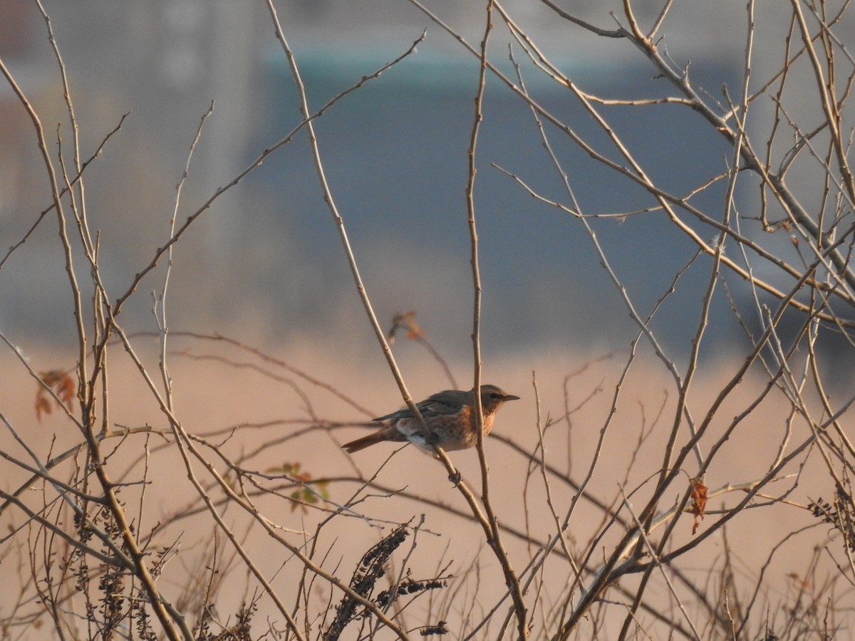 Kızıl Kanatlı Ardıç - ML646080368