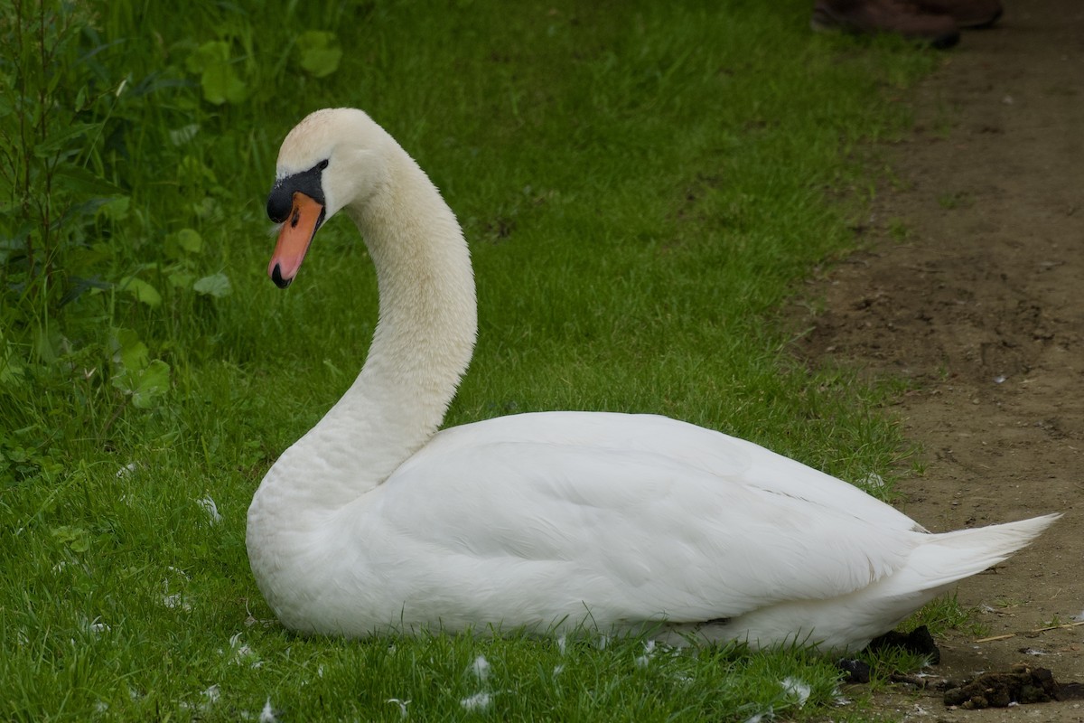 Mute Swan - ML646080369