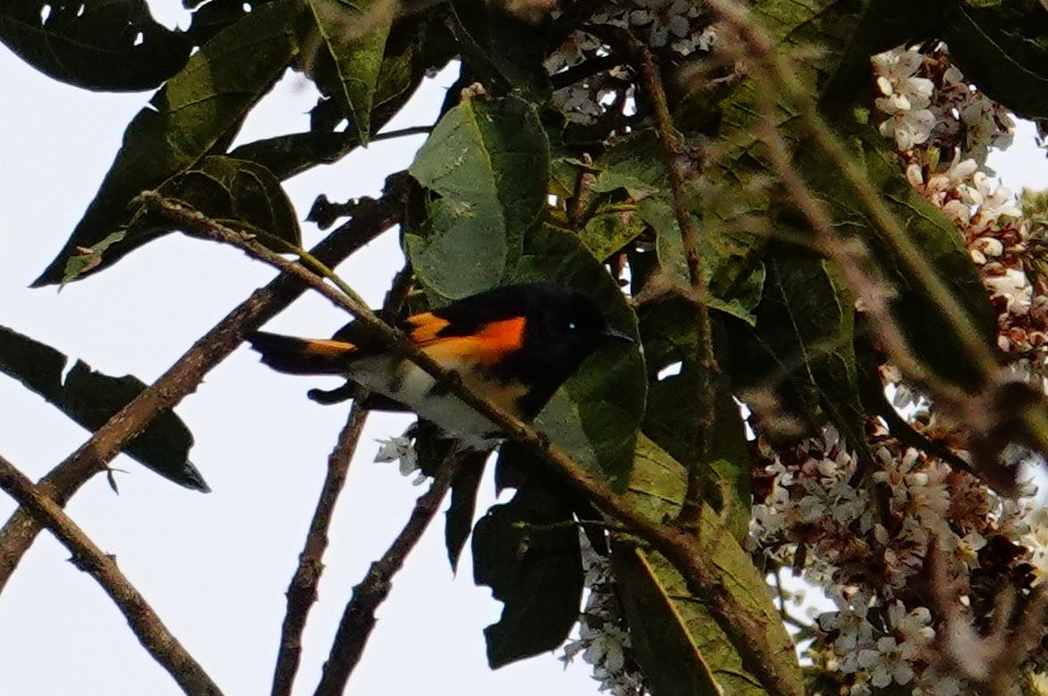 סבכון חכלילי - ML646080370