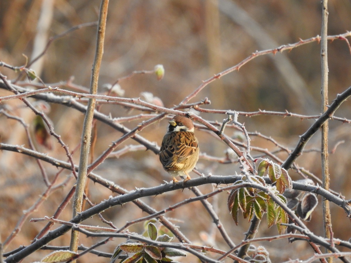 Eurasian Tree Sparrow - ML646080373