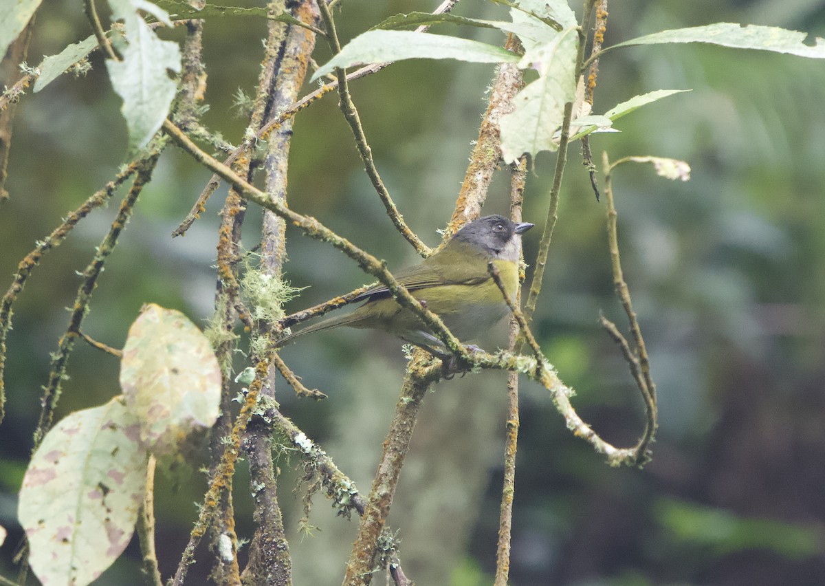Common Chlorospingus (Northern Andes) - ML646080376