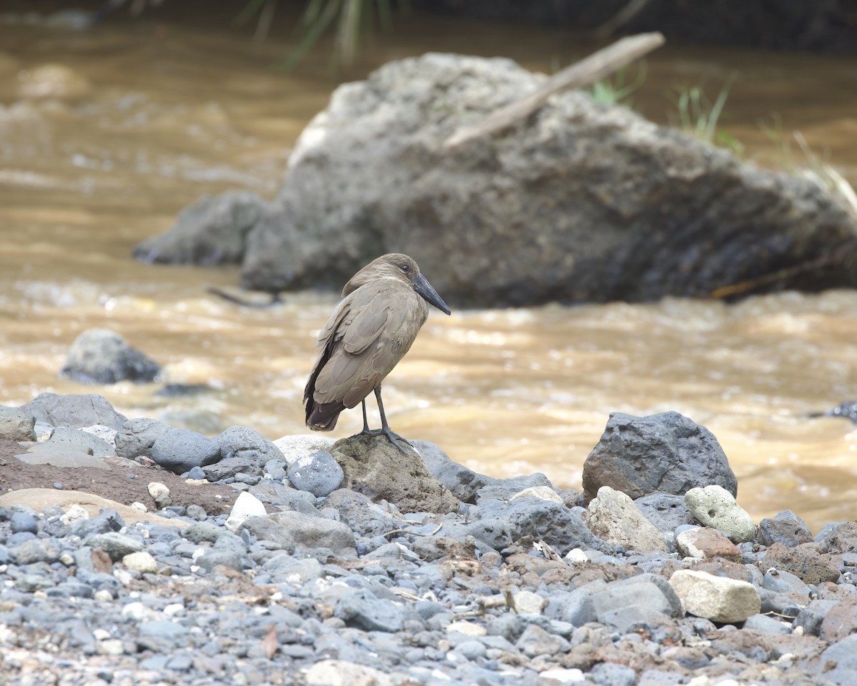 kladivouš africký - ML646080378