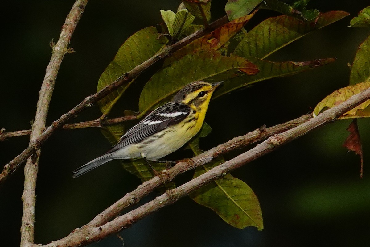 Reinita Gorjinaranja - ML646080380