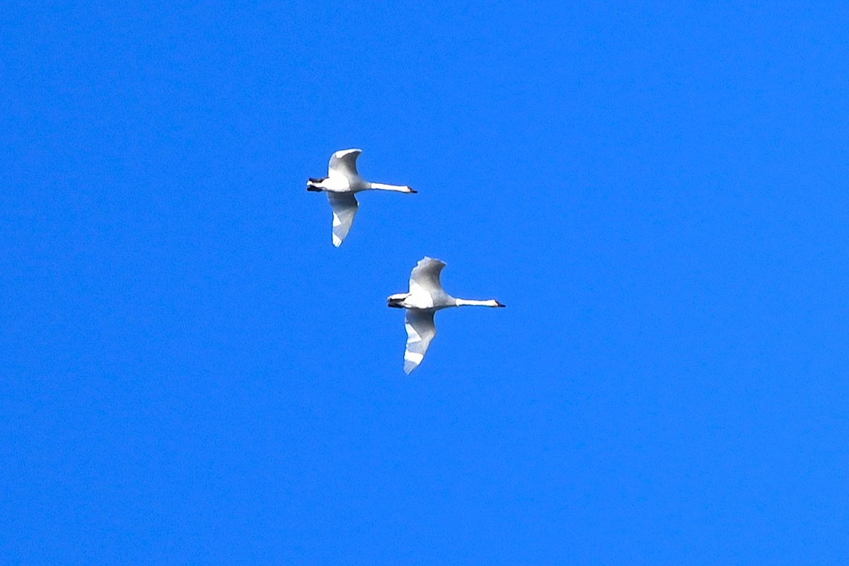 labuť trubač - ML646080381