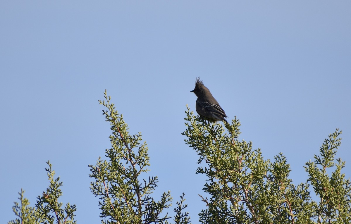 palmovník tmavý - ML646080382