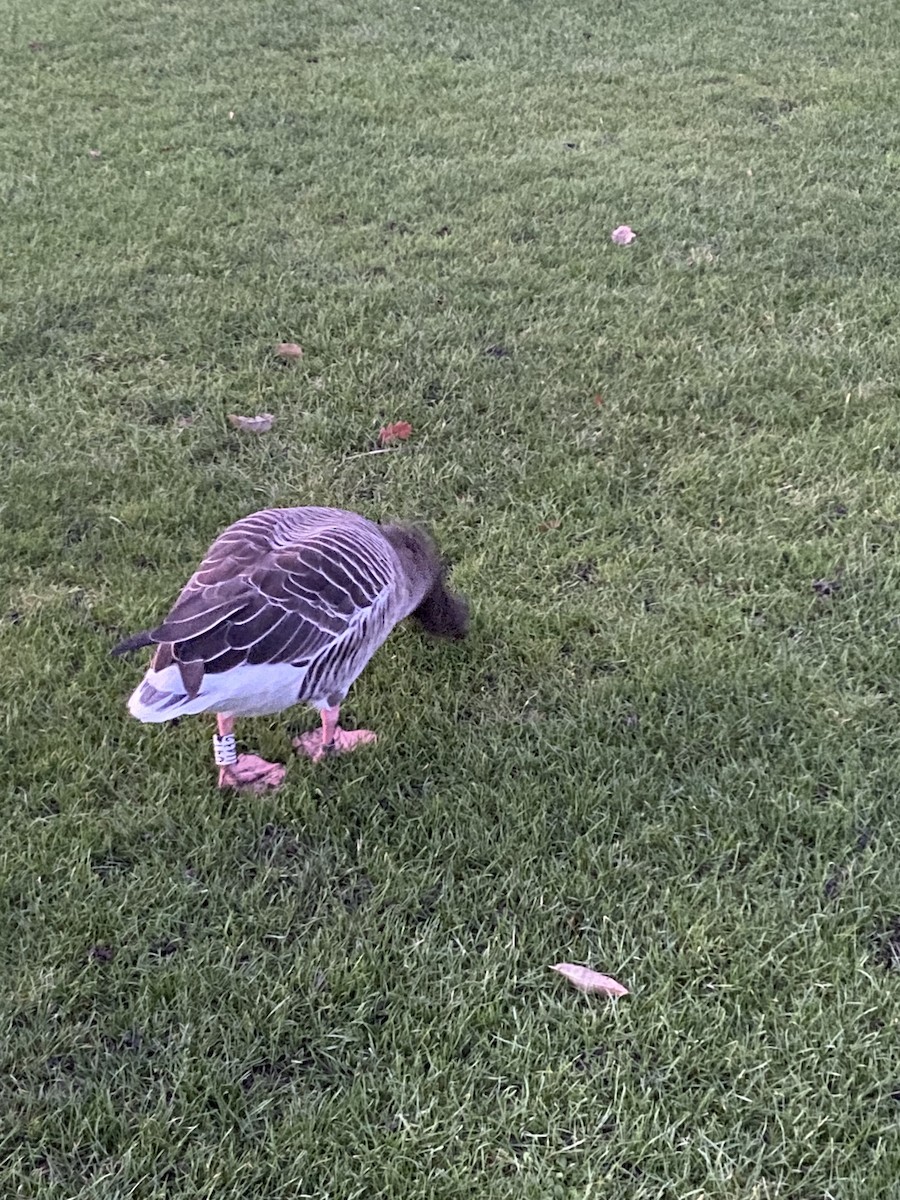 Boz Kaz - ML646080384