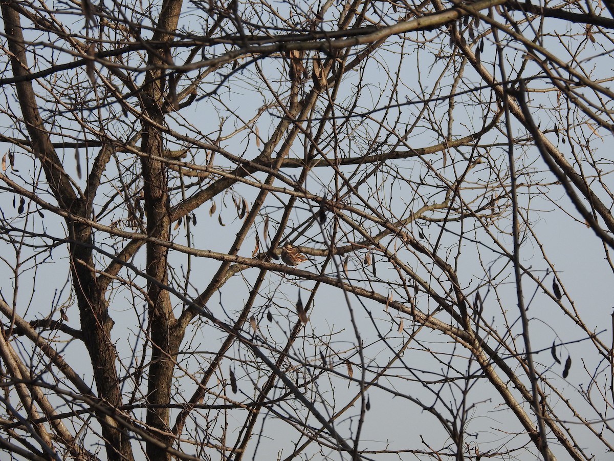 Rustic Bunting - ML646080385