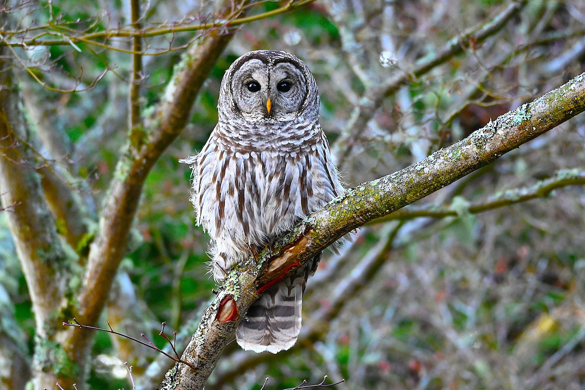 puštík proužkovaný - ML646080392