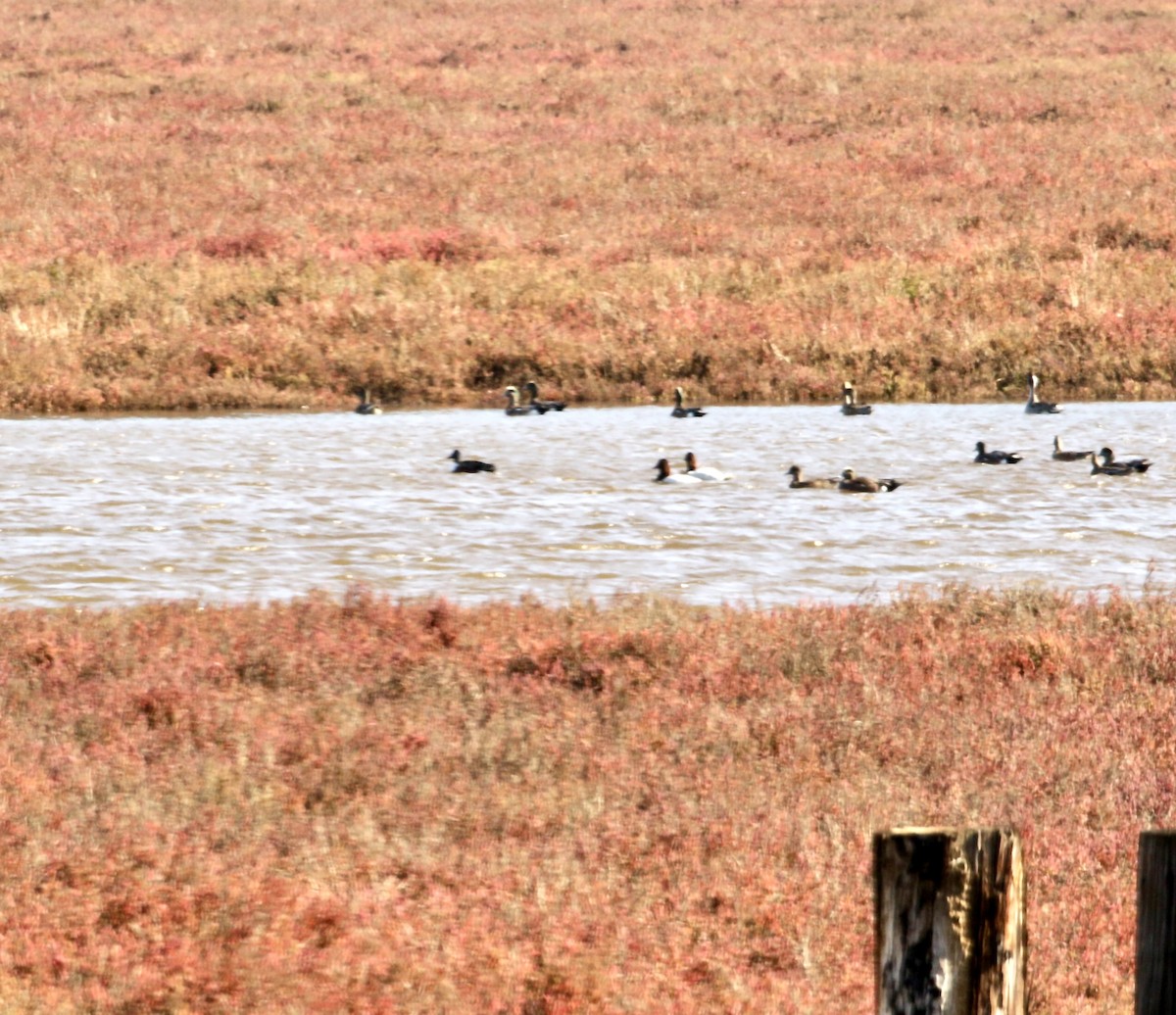 Büyük Elmabaş - ML646080394