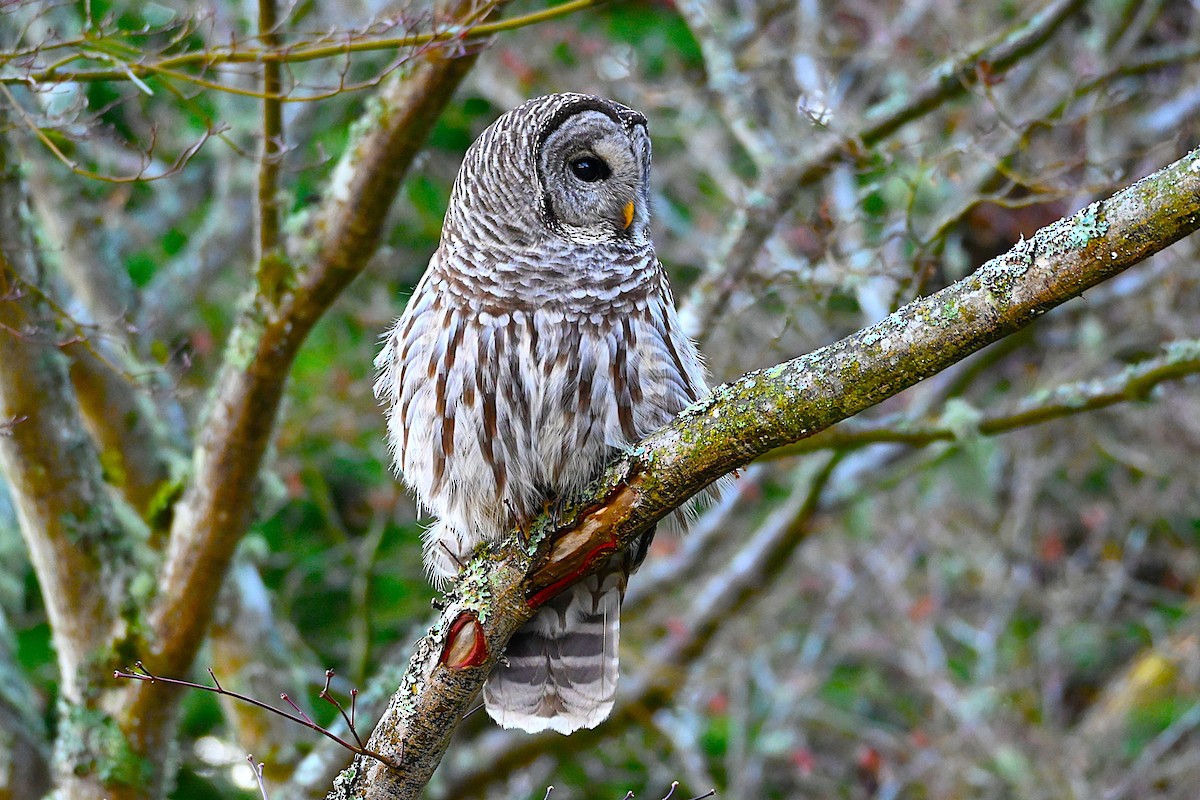 puštík proužkovaný - ML646080397