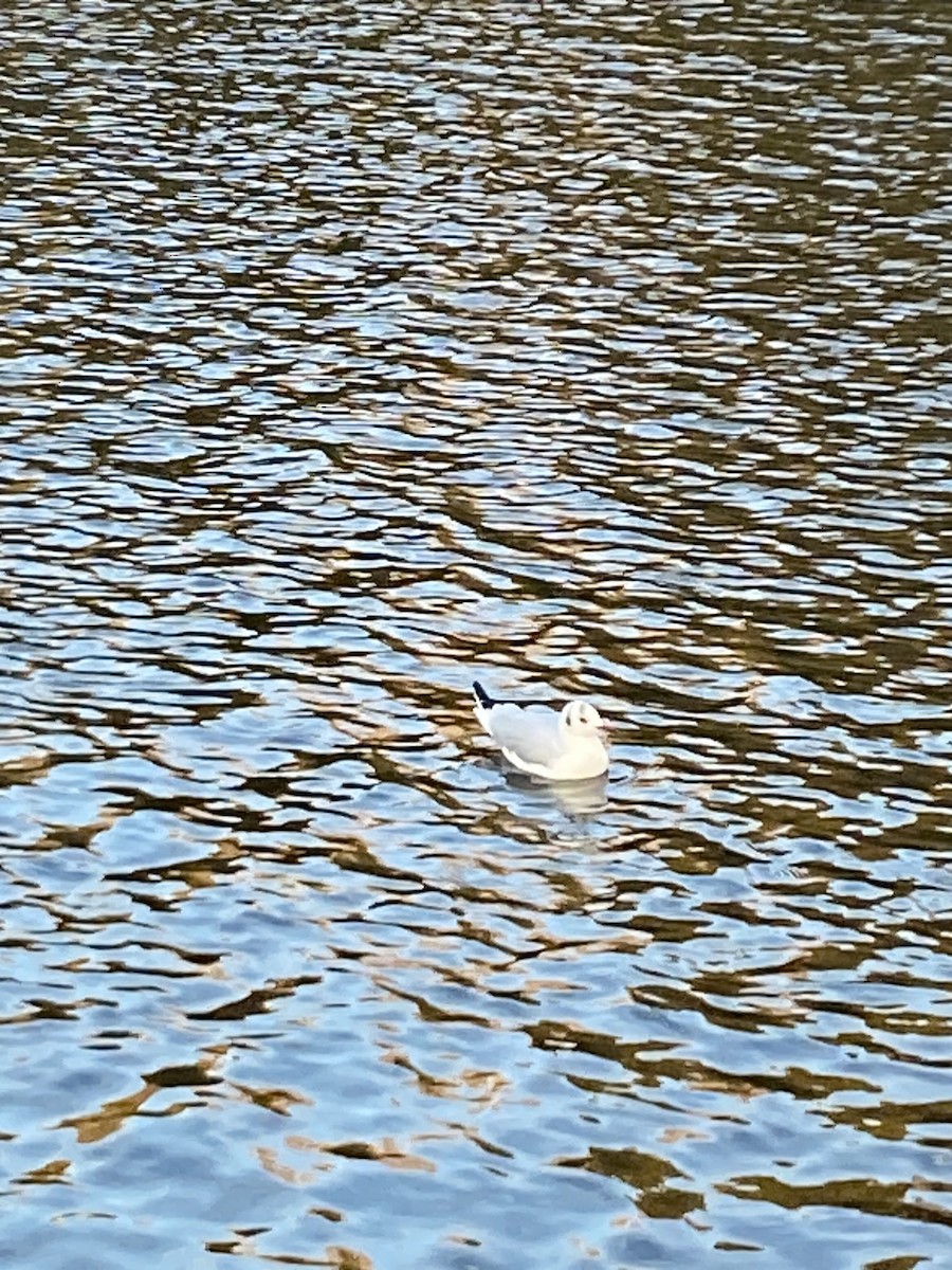 Karabaş Martı - ML646080400