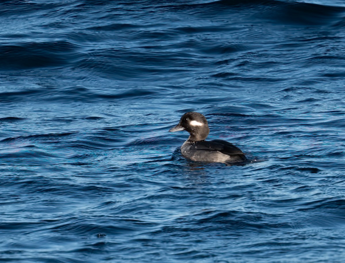 Bufflehead - ML646080401
