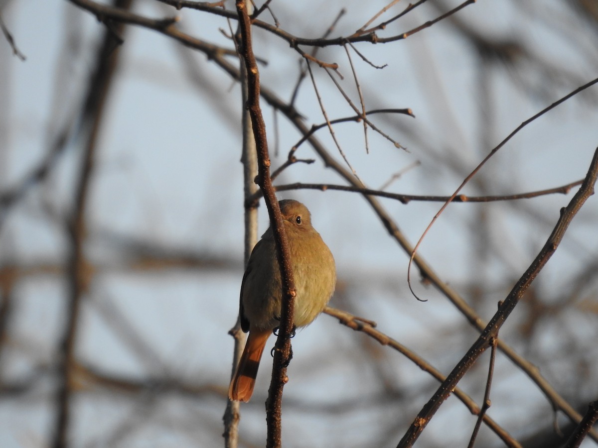 חכלילית סיבירית - ML646080402