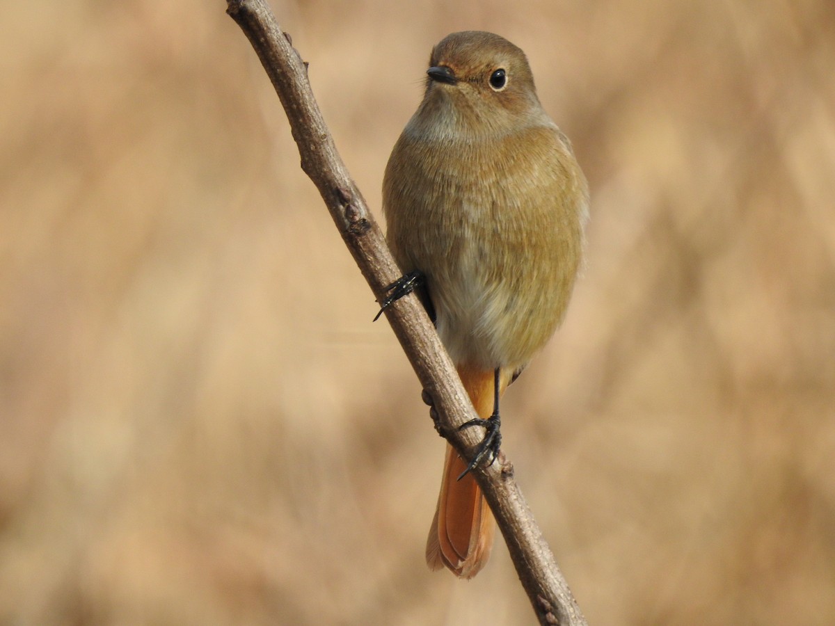 חכלילית סיבירית - ML646080403