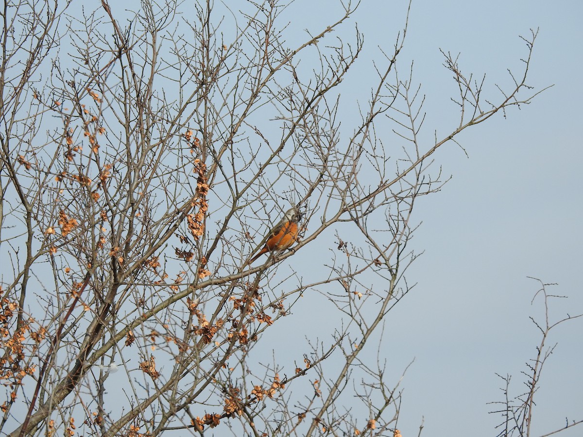 חכלילית סיבירית - ML646080404
