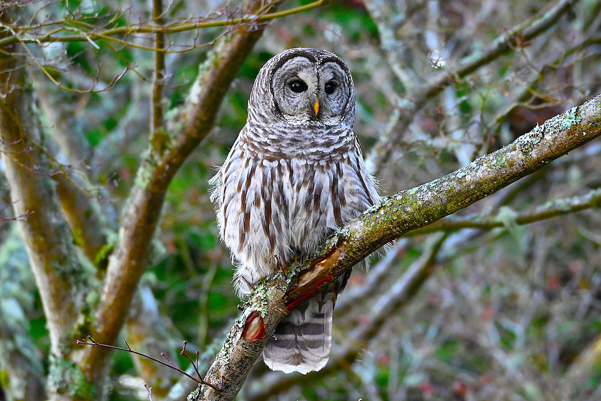 puštík proužkovaný - ML646080405