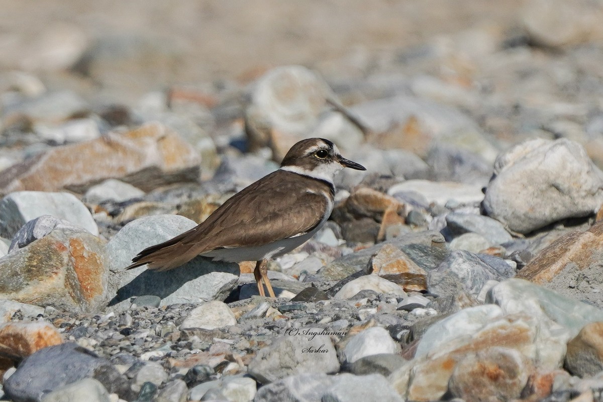 Long-billed Plover - ML646080407