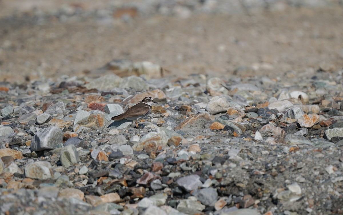 Long-billed Plover - ML646080409