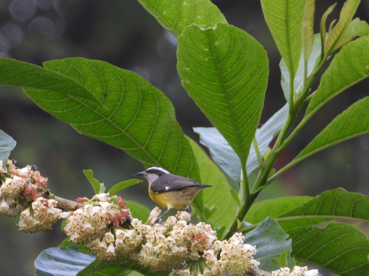 Bananaquit - ML646080410