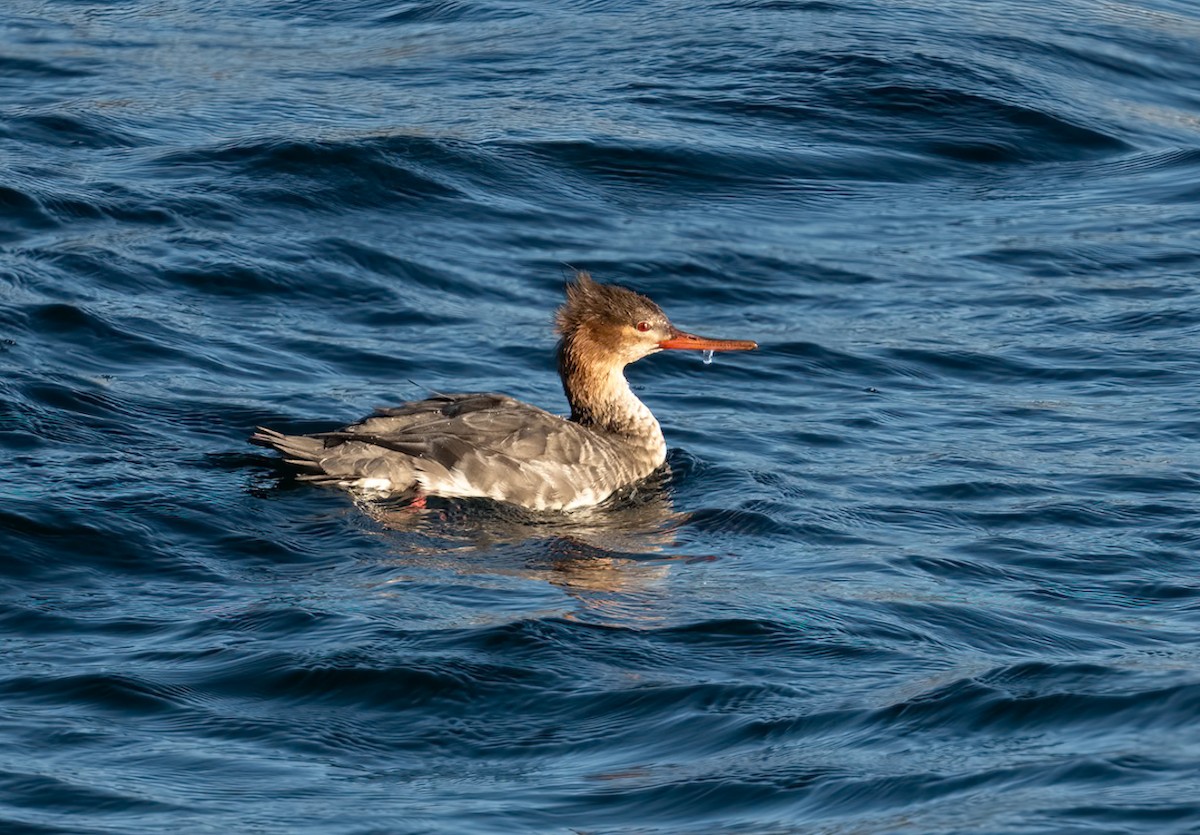 Red-breasted Merganser - ML646080414