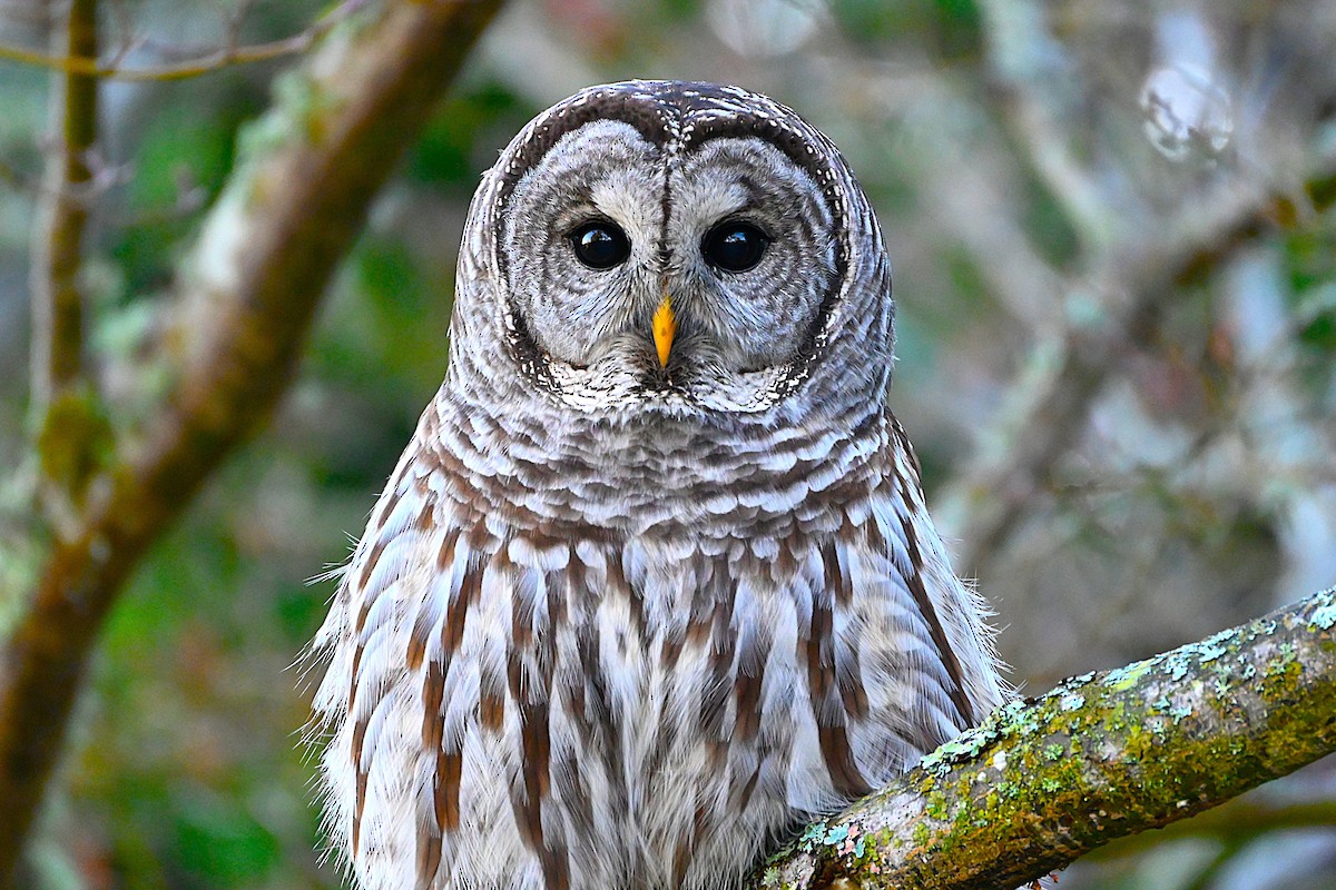 puštík proužkovaný - ML646080415