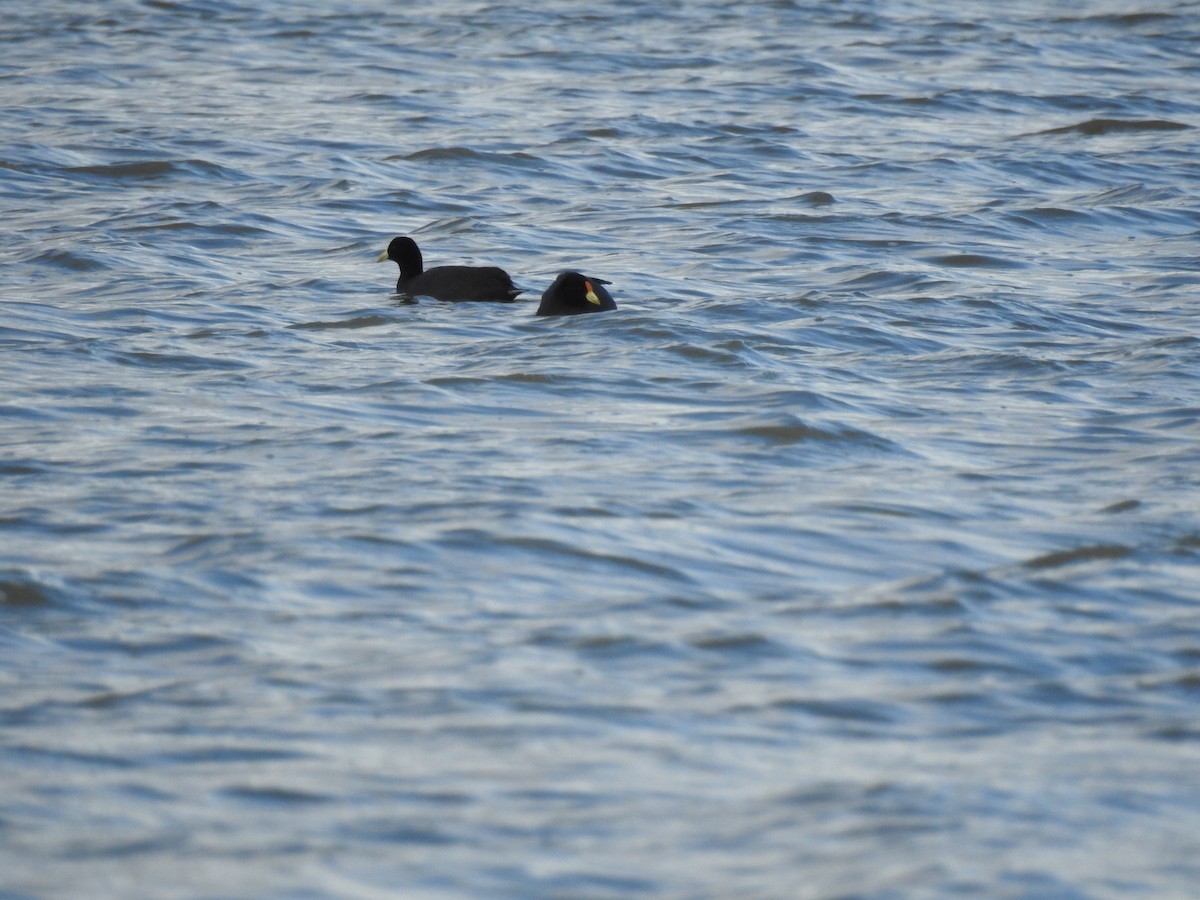 White-winged Coot - ML646080416