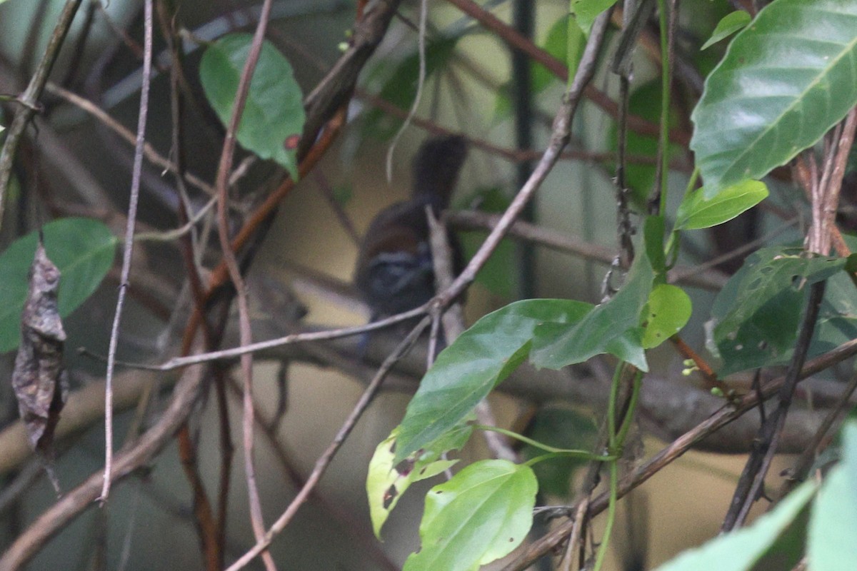 Fleckenbrust-Zaunkönig - ML646080418