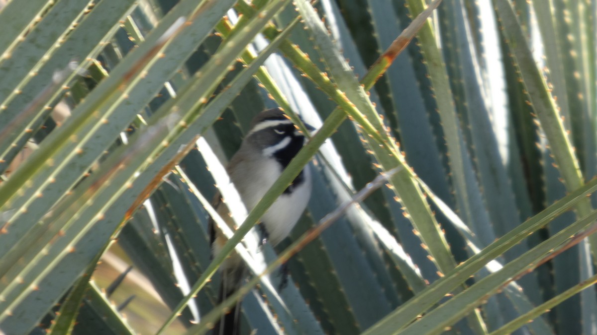 svartstrupespurv - ML646080419