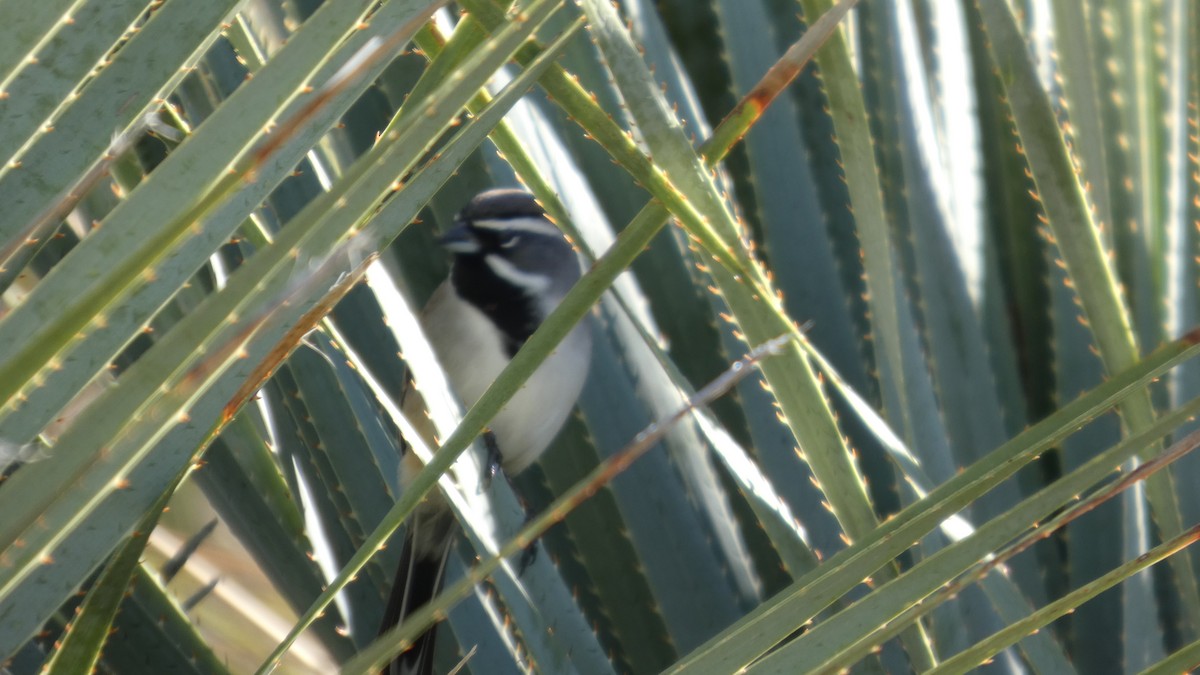 svartstrupespurv - ML646080420