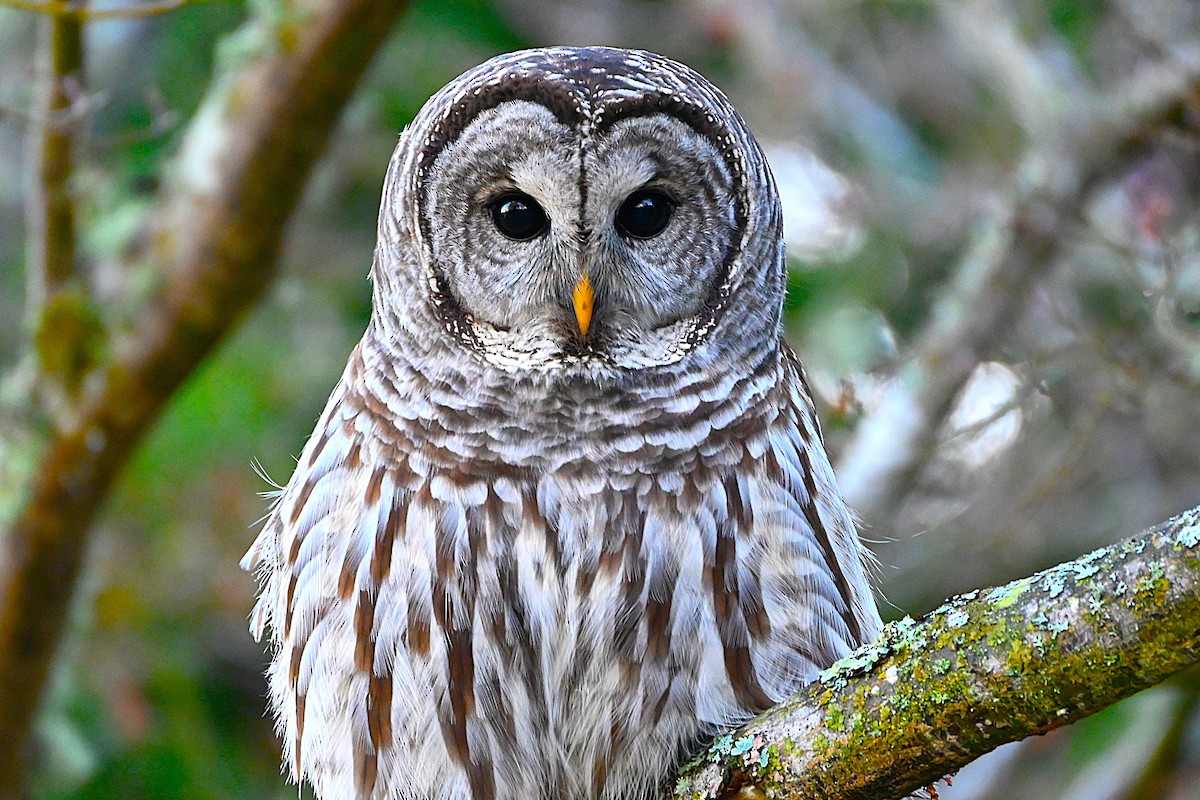 Barred Owl - ML646080421