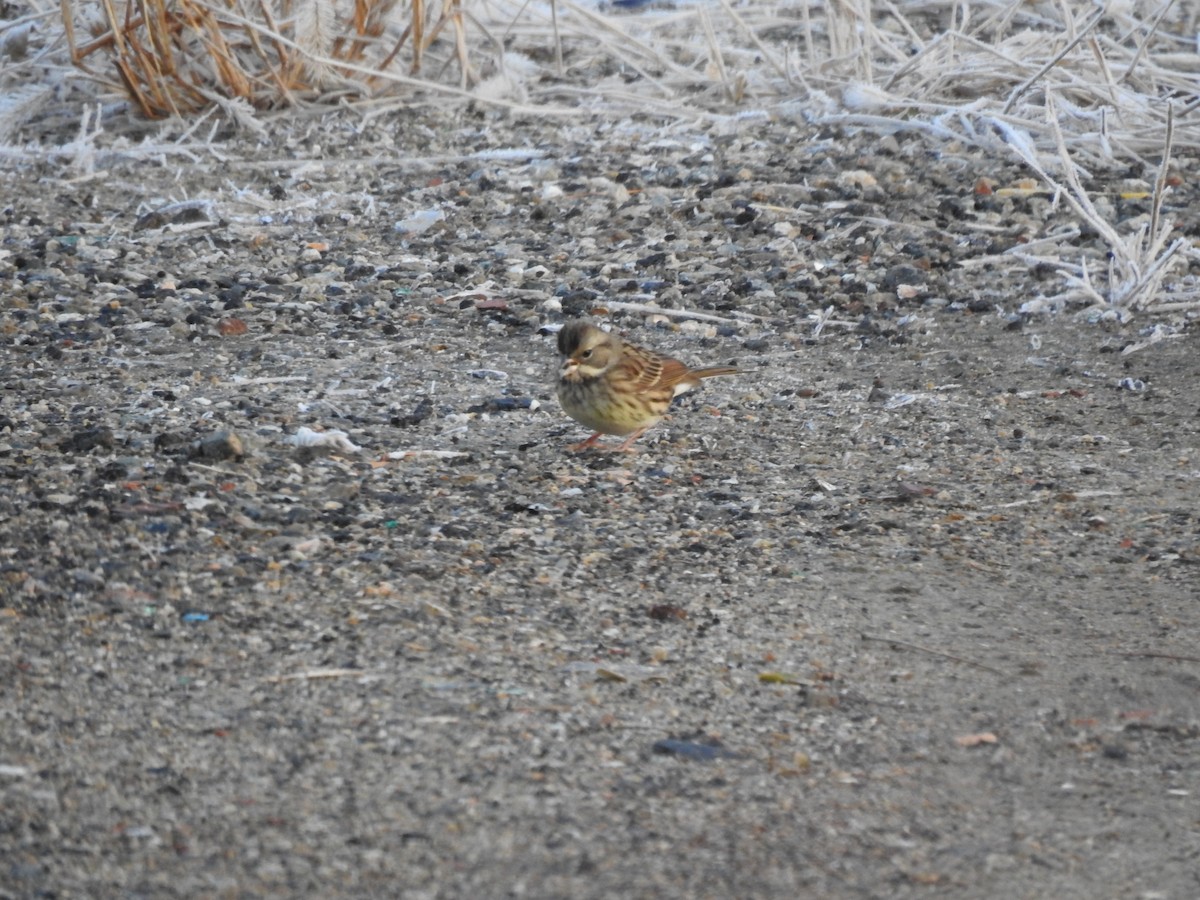 Black-faced Bunting - ML646080422