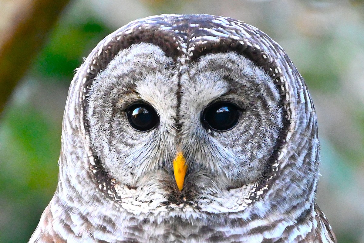 Barred Owl - ML646080423