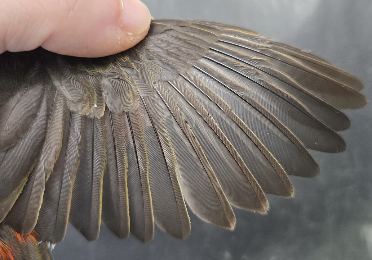 Micronesian Myzomela - ML646080428