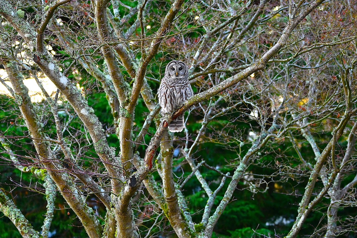 Barred Owl - ML646080429