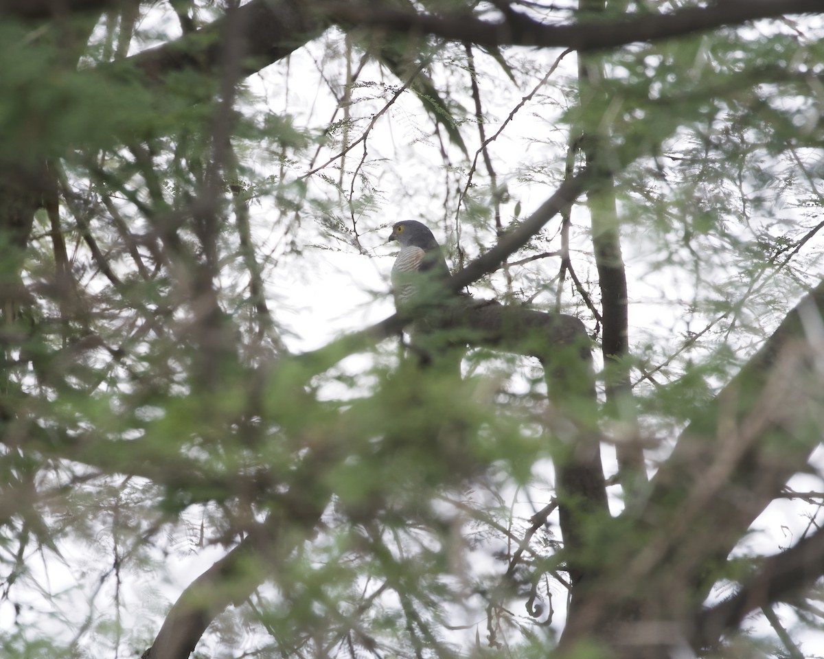 krahujec nejmenší - ML646080431