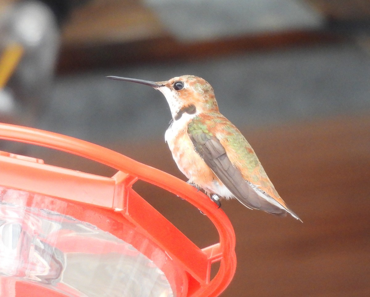 kalypta rezavolesklá - ML646080432