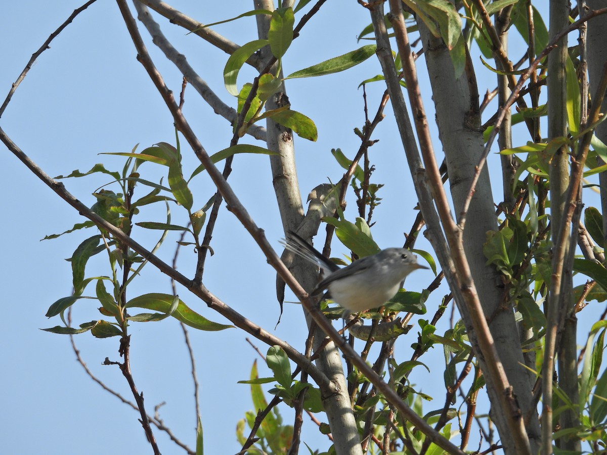 ブユムシクイ - ML646080436