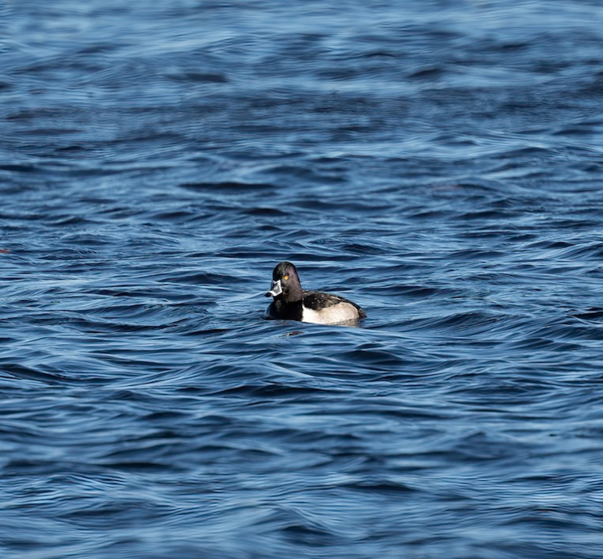 Ring-necked Duck - ML646080441