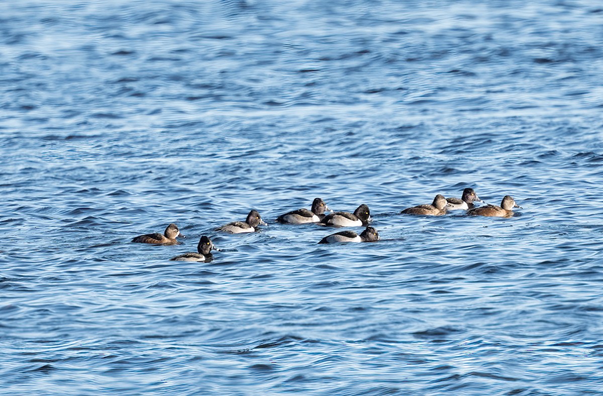 Ring-necked Duck - ML646080442
