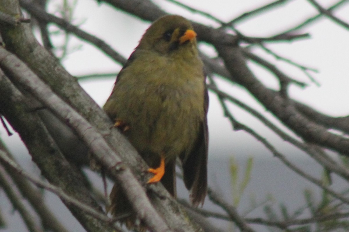 Glockenhonigfresser - ML646080443