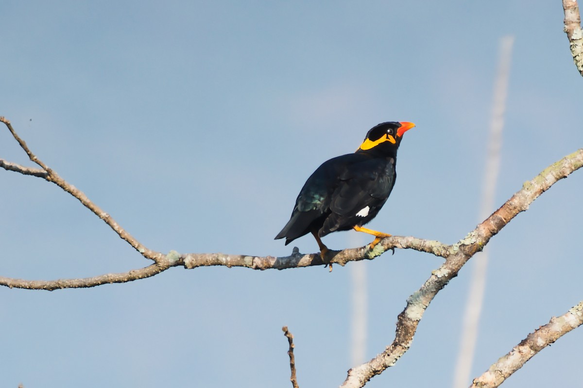 Common Hill Myna - ML646080444