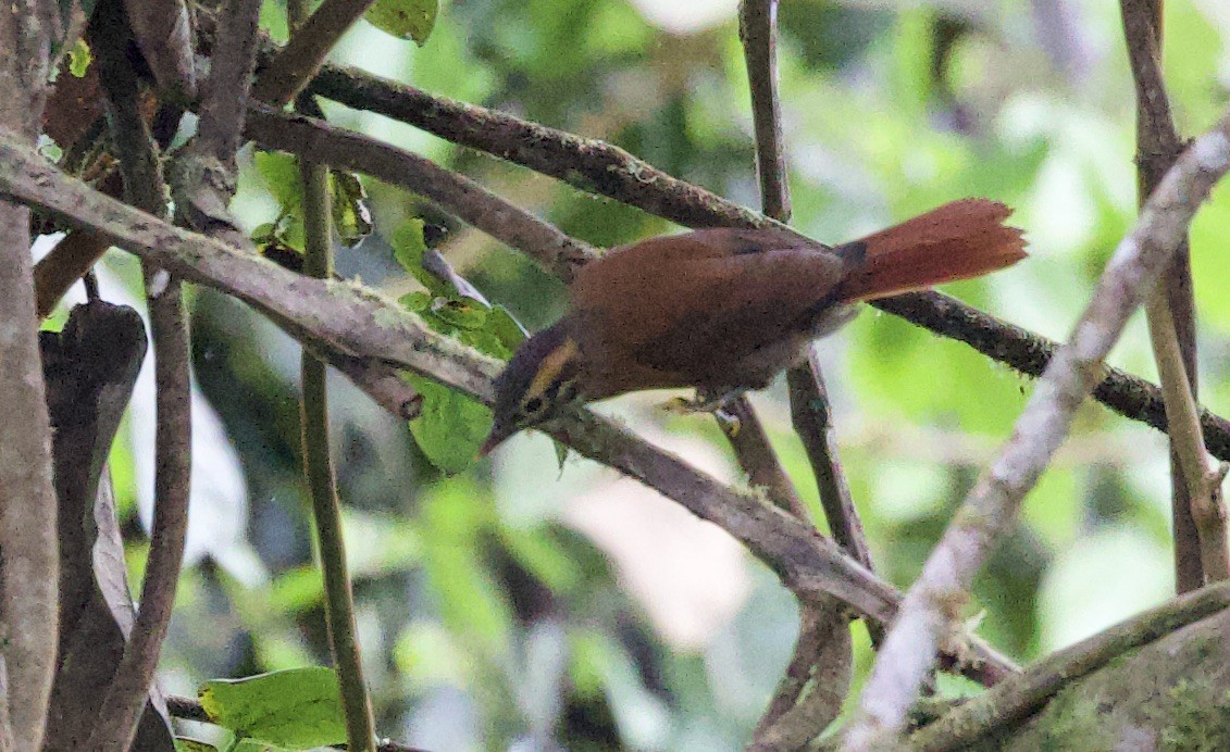 Scaly-throated Foliage-gleaner - ML646080446